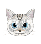 いろんな猫の顔（個別スタンプ：13）