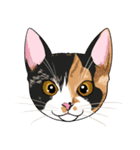 いろんな猫の顔（個別スタンプ：14）