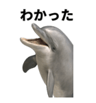 イルカのBIGな日常スタンプ（個別スタンプ：9）