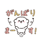 【ずっと使える】ビションフリーゼちゃん19（個別スタンプ：25）