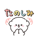 【ずっと使える】ビションフリーゼちゃん19（個別スタンプ：36）