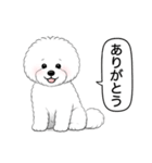 ビションフリーゼ(アフロカット)（個別スタンプ：1）