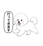 ビションフリーゼ(アフロカット)（個別スタンプ：8）