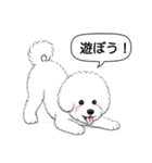 ビションフリーゼ(アフロカット)（個別スタンプ：10）