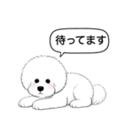 ビションフリーゼ(アフロカット)（個別スタンプ：11）
