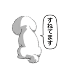 ビションフリーゼ(アフロカット)（個別スタンプ：13）