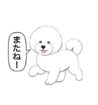ビションフリーゼ(アフロカット)（個別スタンプ：18）