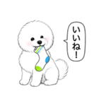 ビションフリーゼ(アフロカット)（個別スタンプ：20）