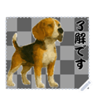 犬の メッセージ スタンプ 51（個別スタンプ：1）