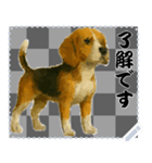 犬の メッセージ スタンプ 51（個別スタンプ：3）