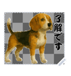 犬の メッセージ スタンプ 51（個別スタンプ：4）