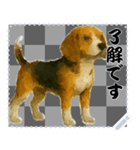 犬の メッセージ スタンプ 51（個別スタンプ：5）