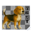 犬の メッセージ スタンプ 51（個別スタンプ：8）