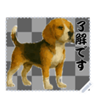 犬の メッセージ スタンプ 51（個別スタンプ：9）