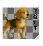 犬の メッセージ スタンプ 51（個別スタンプ：10）