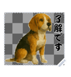犬の メッセージ スタンプ 51（個別スタンプ：12）