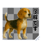 犬の メッセージ スタンプ 51（個別スタンプ：13）