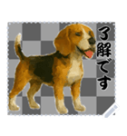 犬の メッセージ スタンプ 51（個別スタンプ：15）