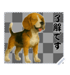 犬の メッセージ スタンプ 51（個別スタンプ：16）