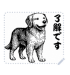 犬の メッセージ スタンプ 01（個別スタンプ：13）