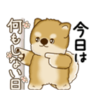 柴犬さん 2025 「やるかやらないか」（個別スタンプ：3）