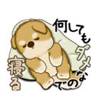 柴犬さん 2025 「やるかやらないか」（個別スタンプ：7）