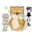柴犬さん 2025 「やるかやらないか」（個別スタンプ：9）