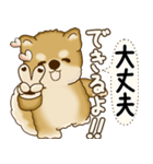 柴犬さん 2025 「やるかやらないか」（個別スタンプ：21）