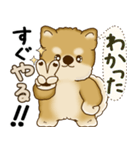 柴犬さん 2025 「やるかやらないか」（個別スタンプ：22）