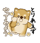 柴犬さん 2025 「やるかやらないか」（個別スタンプ：25）