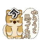 柴犬さん 2025 「やるかやらないか」（個別スタンプ：31）