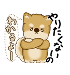 柴犬さん 2025 「やるかやらないか」（個別スタンプ：39）