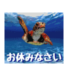 ウミガメ大好き 2。沖縄行きたい！（個別スタンプ：5）