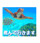 ウミガメ大好き 2。沖縄行きたい！（個別スタンプ：8）