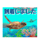 ウミガメ大好き 2。沖縄行きたい！（個別スタンプ：10）