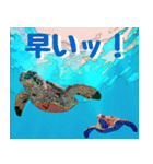 ウミガメ大好き 2。沖縄行きたい！（個別スタンプ：11）
