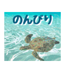 ウミガメ大好き 2。沖縄行きたい！（個別スタンプ：12）