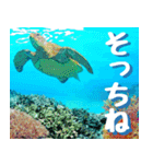 ウミガメ大好き 2。沖縄行きたい！（個別スタンプ：13）