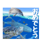 ウミガメ大好き 2。沖縄行きたい！（個別スタンプ：20）