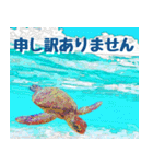 ウミガメ大好き 2。沖縄行きたい！（個別スタンプ：22）