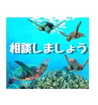 ウミガメ大好き 2。沖縄行きたい！（個別スタンプ：25）