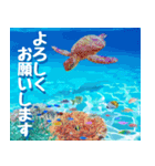 ウミガメ大好き 2。沖縄行きたい！（個別スタンプ：27）
