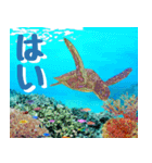 ウミガメ大好き 2。沖縄行きたい！（個別スタンプ：30）