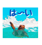 ウミガメ大好き 2。沖縄行きたい！（個別スタンプ：31）