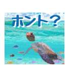 ウミガメ大好き 2。沖縄行きたい！（個別スタンプ：37）