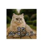 ちょっと上からな猫（個別スタンプ：8）
