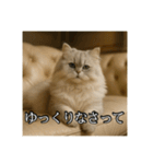 ちょっと上からな猫（個別スタンプ：10）