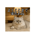 ちょっと上からな猫（個別スタンプ：27）