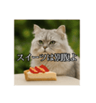 ちょっと上からな猫（個別スタンプ：33）
