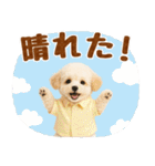 大人可愛いトイプーで梅雨の気づかい敬語（個別スタンプ：16）